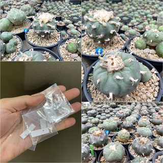 เมล็ดโลโฟ เมล็ดกระบองเพชร lophophora