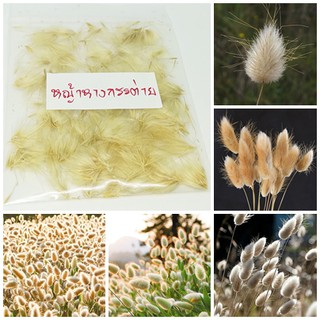 ขายส่ง 100 เมล็ด เมล็ดหญ้าหางกระต่าย Bunny Tail Grass เมล็ดพันธุ์นำเข้า หญ้าหางกระต่าย หญ้าประดับ