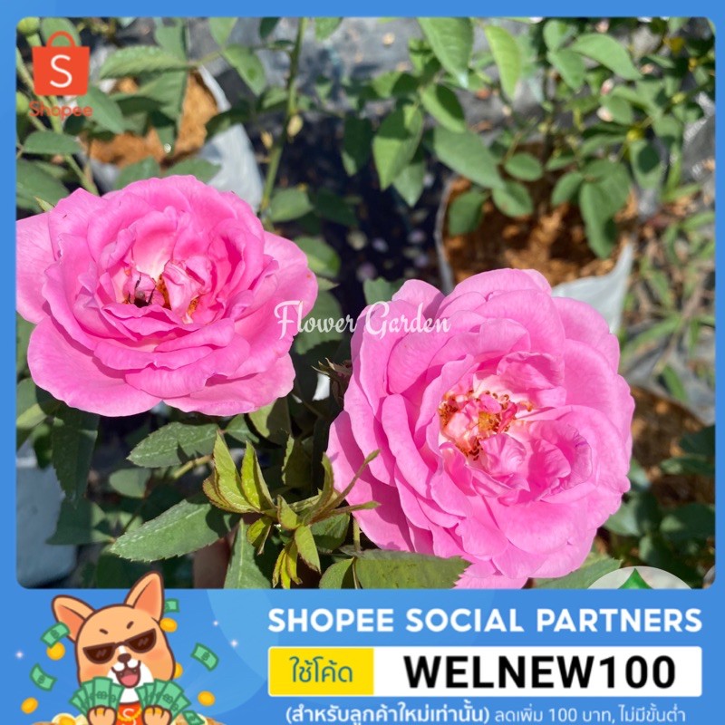 F413 กุหลาบ มอญไกลกังวล Pink damask rose ออกดอกทั้งปี กลิ่นหอมแรง ใช้ทำน้ำอบ สกัดน้ำหอม ขนาดถุงใหญ่ M