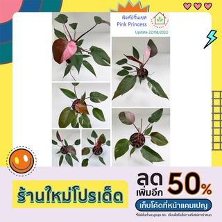 พิงค์ปริ๊นเซส เจ้าหญิงสีชมพู Philodendron Pink Princess