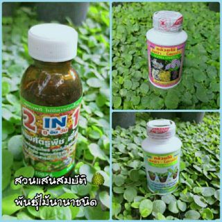 2 in 1 ป้องกันเชื้อรา /ฮอร์โมนกล้วยไม้