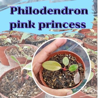 1 กระถาง ต้นพิงค์ปริ้นเซส Philodendron pink princess พิ้งปริ้นเซส เจ้าหญิงสีชมพู คละต้นจัดส่งพร้อมกระถาง