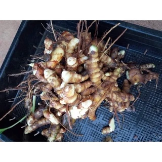 เหง้าขมิ้นขาว/หัวขมิ้นขาว 1 กิโลกรัม