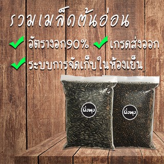 รวมเมล็ดพันธุ์ต้นอ่อน เมล็ดเพาะ เมล็ดผัก เมล็ดต้นอ่อน ทานตะวัน ผักบุ้ง โต้วเหมี่ยว ถั่วลันเตา ข้าวสาลี ไควาเระ