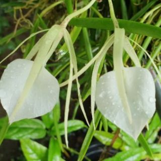 Brassavola nodosa/เจ้าหญิงรัตติกาล