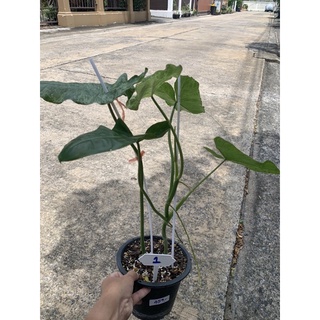 ต้น ฟิโลเดนดรอน​ พาไรโซ่​ (Philodendron Paraiso Verde) Patsorntree