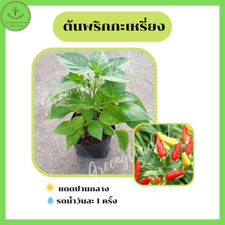 ต้นกล้าพริกกะเหรี่ยง เผ็ดมาก พร้อมปลูก 3 ถุง 100บาท คละกันได้