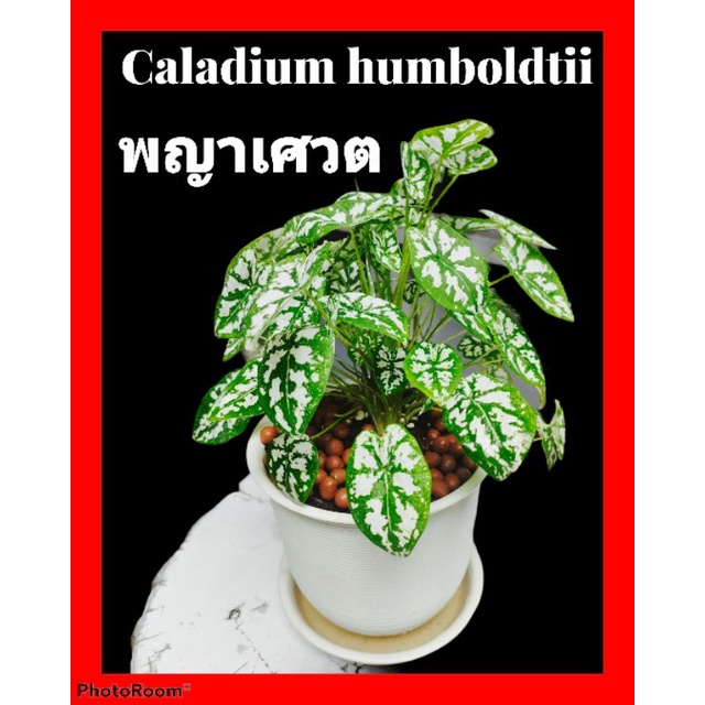 บอนพระยาเศวต Caladium humboldtii