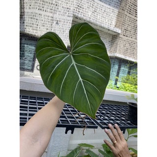 Philodendron Gloriosumใบใหญ่ รากเพียบ กลอริออซั่ม ก้านกลม