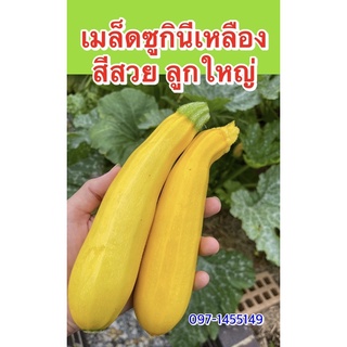 เมล็ดซูกินีเหลือง20เมล็ด รสหวาน นิยมผัดไข่