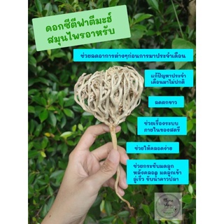ดอกซีตีฟาตีมะ​ สมุนไพร​อาหรับ​ กัฟฟูมัรยัม