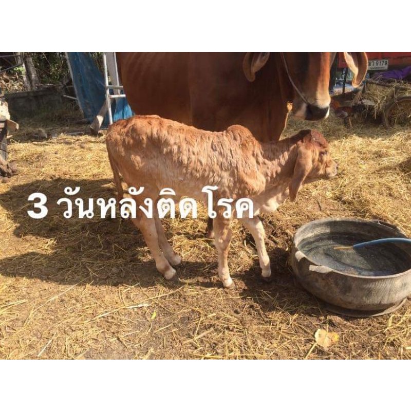 วัคซีนลัมปีสกิน วัคซีนป้องกันโรคลัมปีสกิน วัคซีนวัวควาย Lumpyvax 25 ตัว ...