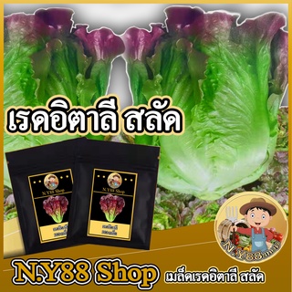 5แถม1เมล็ดเมล็ดพันธุ์เรดอิตาลีสลัด 1000 เมล็ด สลัดอิตาลีสีแดง ผักกาดหอมอิตาลีแดง เมล็ดพันธุ์คุณภาพ ปลูกง่าย