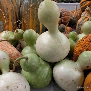 ถูก ใหม่ สายพันธุ์อวบอ้วน  น้ำเต้า น้ำเต้าเซียน น้ำเต้า (Bottle Gourd Seed) อัตราการงอก -%อวบอ้วน % รอคอยที่จ （เมล็ดพ 9L