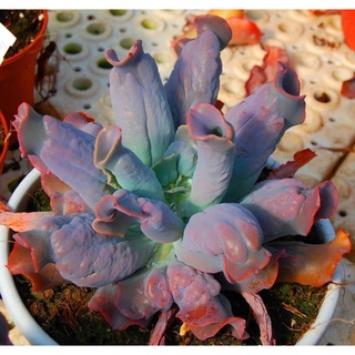 Echeveria ‘Culibra’ 30เมล็ด.-69