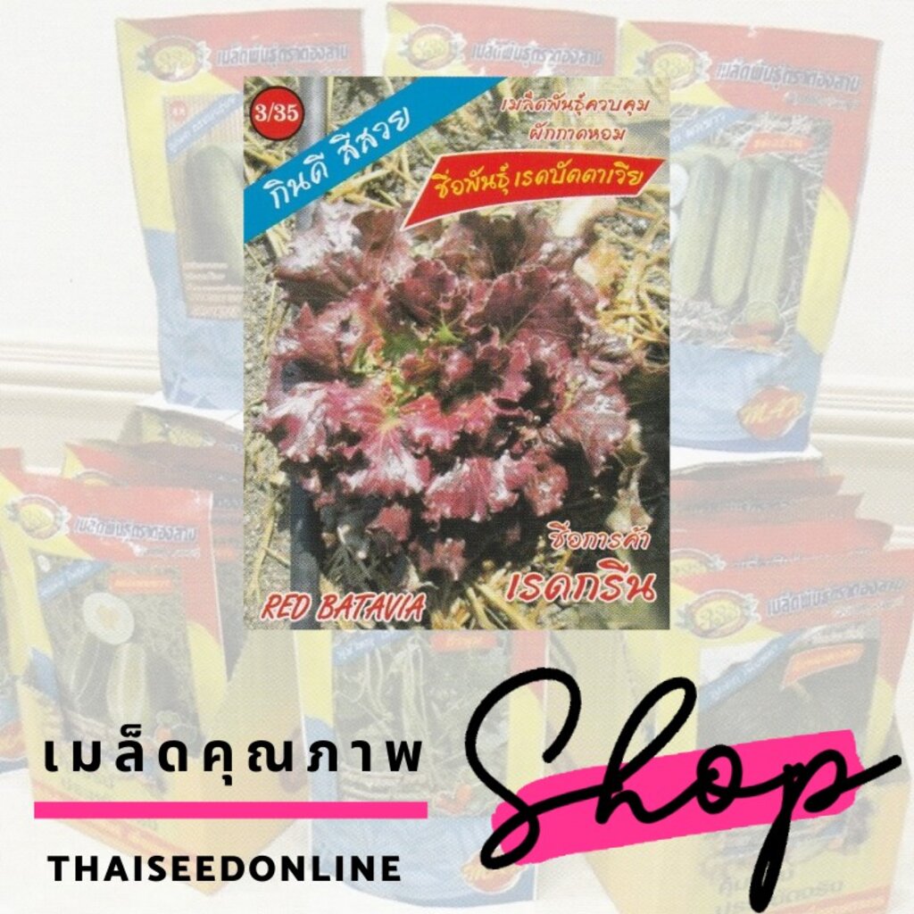 ซองตั้งคุ่มค่า เมล็ดพันธุ์ สลัด ผักกาดหอม เรดปัตตาเวีย ตราตองสาม （333）เครือสามเอ (AAA）