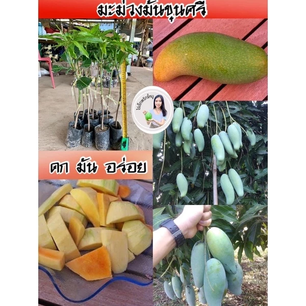 #ต้นมะม่วงมันขุนศรี(เสียบยอดสูงราว50-60เซน) 1ปีติดผล