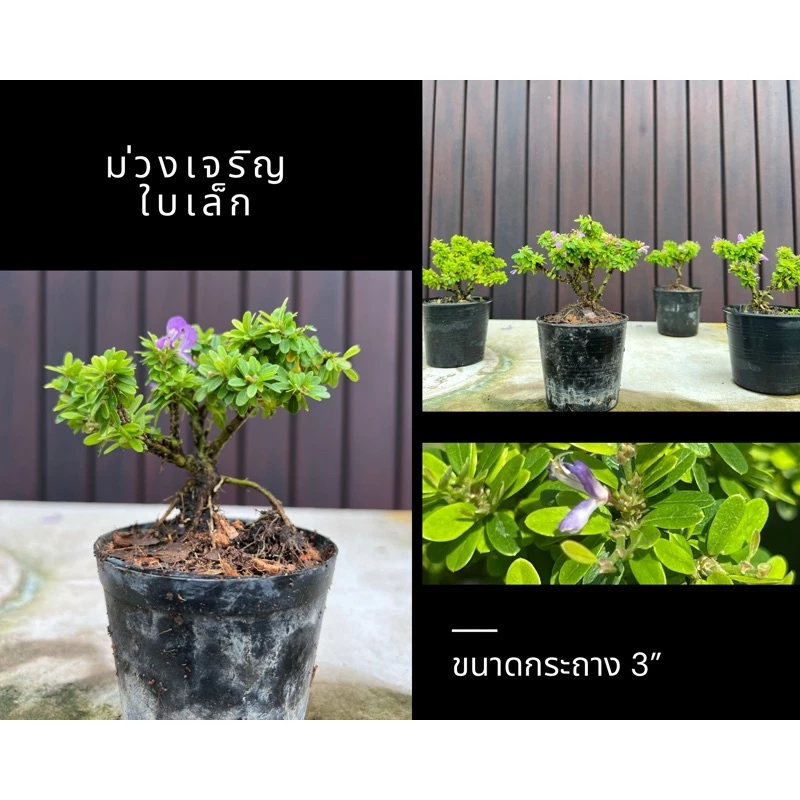 ม่วงเจริญใบเล็ก/หลินซานใบเล็ก [Linh Sam]💜 กระถาง3” บอนไซจิ๋ว ตัวใบเล็กสุด