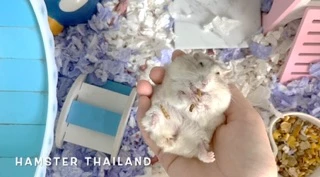 [Hamsterthailand] หนอน อบแห้ง ขนมสำหรับสัตว์เลี้ยง⚠️รบกวนสั่งซื้อขั้นต่ำ 50 บาท รวมกับอย่างอื่นได้⚠️