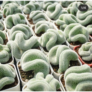 Mammillaria Microthele Cristata แมมนกฮูกคริส ไม้สะสม แคคตัส กระบองเพชร