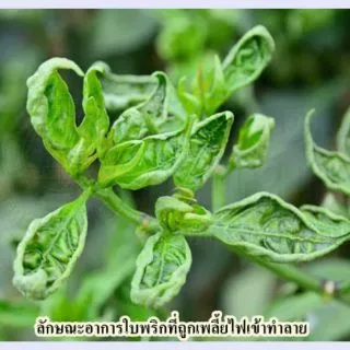 อิมิดาโคลพริด แพ็คมิดา70 กำจัดตระกูลเพลี้ย แมลงปากดูด 100 กรัม
