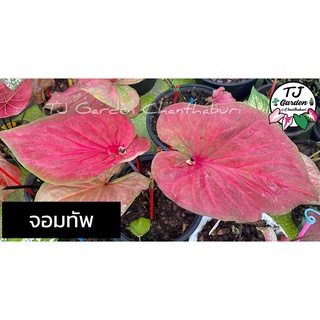 ต้นบอนสี จอมทัพ รับประกันสายพันธุ์แท้ 100% ไซส์เบบี้