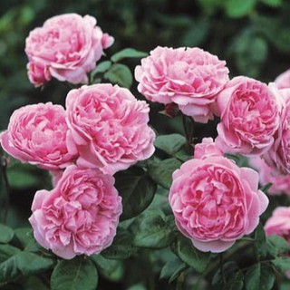 เมล็ดพันธุ์กุหลาบ พันธุ์ Bishops Castle Rose Seeds ดอกใหญ่ นำเข้าจากต่างประเทศ 30 เมล็ด