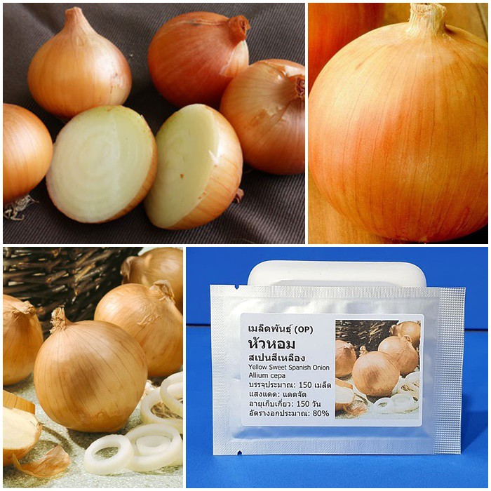 เมล็ดพันธุ์ หัวหอมสเปนสีเหลือง (Yellow Sweet Spanish Onion Seed) 150 เมล็ด คุณภาพดี ราคาถูก ของแท้ 100%