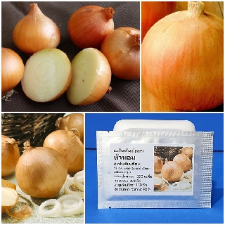เมล็ดพันธุ์ หัวหอมสเปนสีเหลือง (Yellow Sweet Spanish Onion Seed) 150 เมล็ด คุณภาพดี ราคาถูก ของแท้ 100%