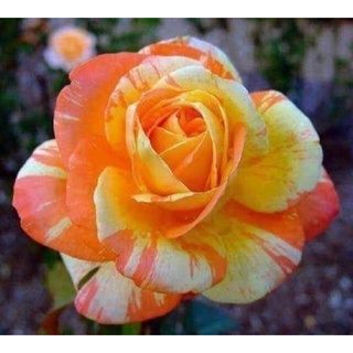 30 เมล็ด กุหลาบ สตาร์แอนด์สไตร้พส์ Tiger Striped Rose Seeds สี ส้ม-ขาว ดอกใหญ่ นำเข้าพร้อมคู่มือ