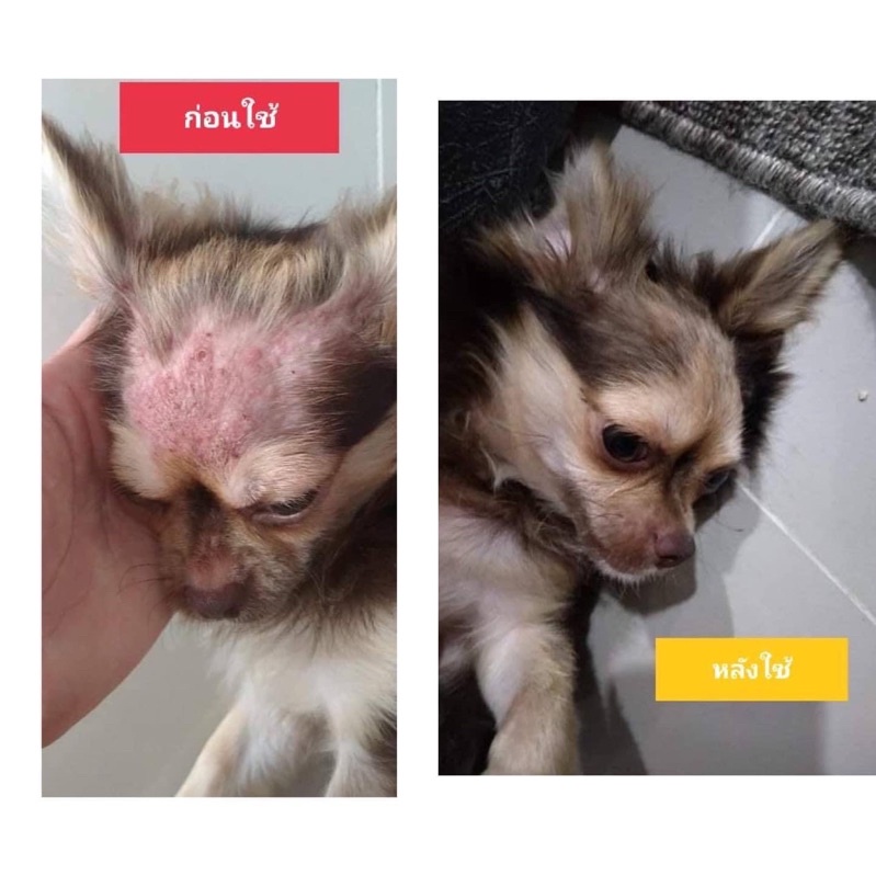 สเปรย์นาโนสุนัขผื่นคันเกาขี้เรื้อนเชื้อรายีสต์ขนไม่เกิดใช้ทุกวันเช้าเย็นโดยไม่ต้องล้างออกสเปรย์สุนัข200ml.หายคันสบายตัว