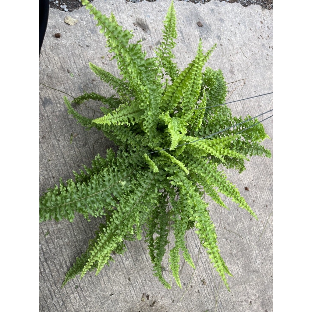 มุมมอง 2