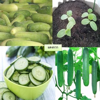 เมล็ดแตงกวา 15 เมล็ด 🌱 ซื้อ 10 แถม 2 คละได้ 💥 เลือกของแถมได้ คิดถึงเมล็ดผัก คิดถึง skinsun