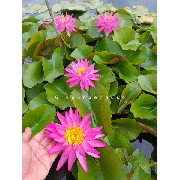 บัวฝรั่งชื่อpink silk (isg)อดีตบัวแชมปฺโลกสีชมพูสดดอกใหญ่สวยมาก