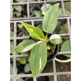 Philodendron White princess