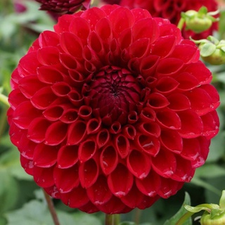 1 หัว/ออเดอร์ รักเร่ Dahlia สายพันธุ์ Boom Boom Red หัวรักเร่ ดอกไม้ หัวหน่อ เหง้า นำเข้า เนเธอร์แลน หัวสดใหม่