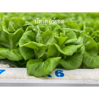 ผักสลัดบัตเตอร์เฮด (Butterhead Lettuce) ผักสลัดสดกรอบอร่อย 1 กก/แพ็ค