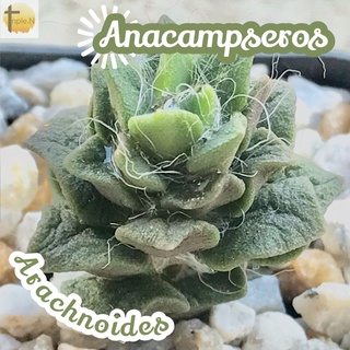 [กุหลาบหินดำ] Anacampseros Arachnoides  ส่งพร้อมกระถาง แคคตัส Cactus Succulent ไม้อวบน้ำ พืชอวบน้ำ ไม้หนาม