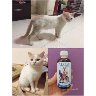 เพิลเเคท  ( pearl  cat) บำรุงขนลดขนร่วงสำหรับแมวทุกสายพันธุ์