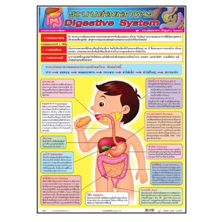 โปสเตอร์ ระบบย่อยอาหาร PV072 โปสเตอร์พลาสติก สื่อการเรียนรู้ (จำนวน 1 ชิ้น)