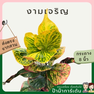 โกสน งามเจริญส่งพร้อมกระถาง 8 นิ้ว