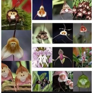 เมล็ดพันธุ์ กล้วยไม้หน้าลิง ต้นไม้ประดับ คละลายMonkey Face Orchid Bonsai Plant House Garden Flower Seeds 10เมล็ด