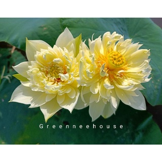 บัวหลวงสีเหลืองดอกซ้อนชื่อออทั่ม อินมู่หลิ๋ง (Autumn in Moli…