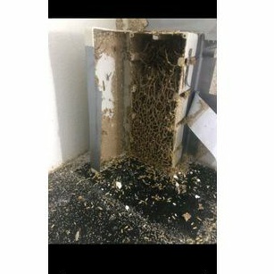 Termite Bio Bait ชุดเหยื่อเชื้อรากำจัดปลวกตายยกรัง เหยื่อชีวภัณฑ์กำจัดปลวก - รูปที่ 6