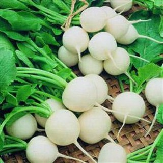 เมล็ด เรดิชเฮลสโตน - Hailstone White Radish