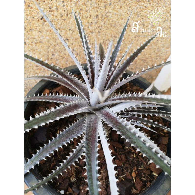 สับปะรดหนาม ดิเกีย Dyckia bromiliad พร้อมส่ง