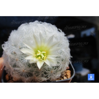 ขนนกขาว แคคตัส Mammillaria Plumosa สวนเขาหมาก ไม้ประดับ สวนเขาหมาก ต้นไม้ ต้นพันธ์ เมล็ดพันธ์ พันธุ์ไม้ ไม้มงคล ไม้ฟอ...