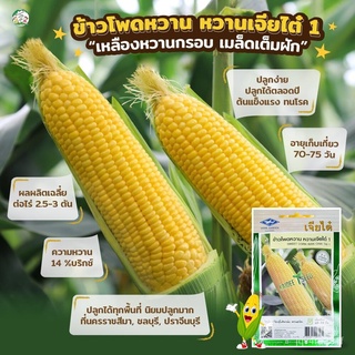 เมล็ดข้าวโพดหวาน หวานเจียไต๋1 200กรัมและ70เมล็ด Sweet Corn ตราเจียไต๋ เมล็ดพันธุ์ข้าวโพดหวาน เมล็ดข้าวโพด เมล็ดพันธุ์ข้า