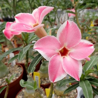 12 เมล็ด เมล็ดพันธุ์ ชวนชม สายพันธุ์ไต้หวัน ดอกสีชมพู Adenium Seeds