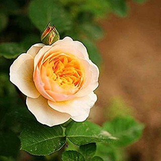 30 เมล็ด เมล็ดพันธุ์ กุหลาบ Juliet Rose Seeds ดอกใหญ่ ดอกหอม นำเข้าจากต่างประเทศ พร้อมคู่มือ เมล็ดสด ใหม่